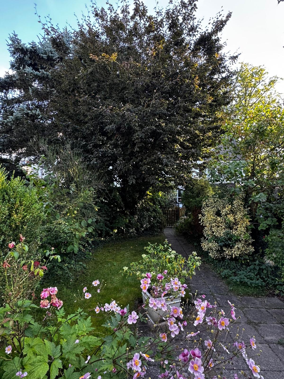 Verwilderter Garten am Steimker Berg Wolfsburg vor der Gartenpflege
